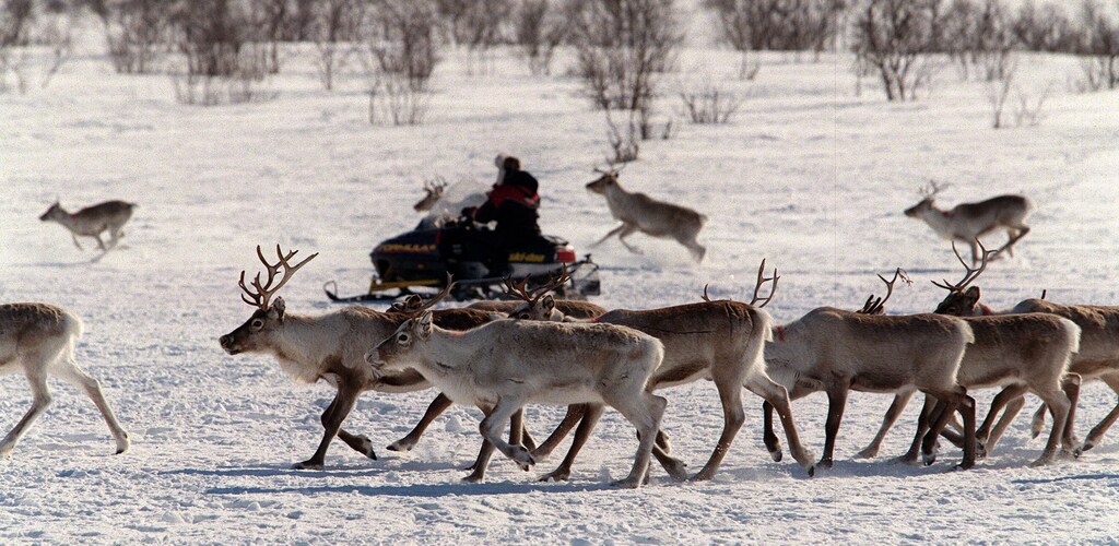 Reindeers are herded by a Sami person riding a snow scooter on the Hardangervidda plain near Kautokeino in northern Norway.