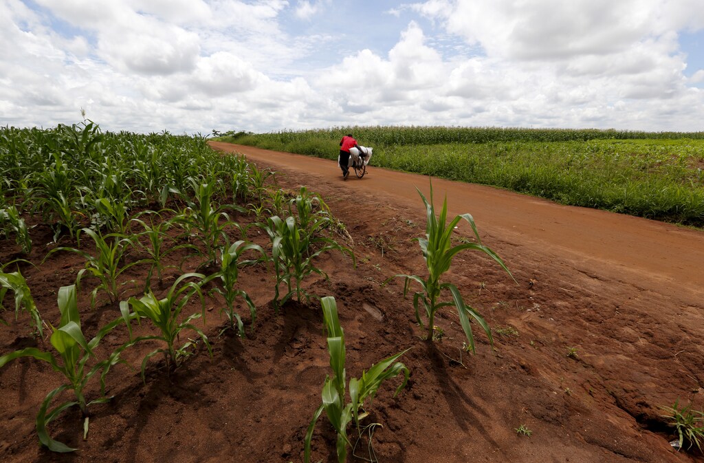 Carbon finance could ensure the production of agriculture can be done in a low-carbon and sustainable way, says the World Bank.