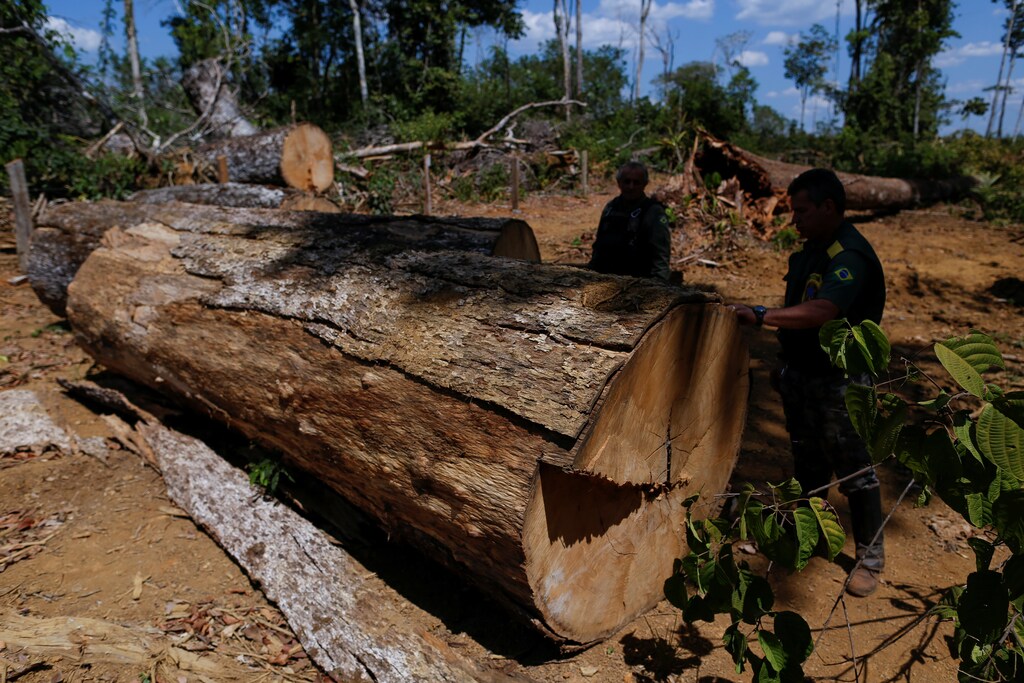 Agents of the Brazilian Institute for the Environment and Renewable Natural Resources, or Ibama, check a felled tree, found in a deforested area during "Operation Green Wave" to combat illegal logging in Apui, in the southern region of the state of Amazonas, Brazil, August 1, 2017. REUTERS/Bruno Kelly SEARCH "DEFORESTATION" FOR THIS STORY. SEARCH "WIDER IMAGE" FOR ALL STORIES. - RC17BF3721A0