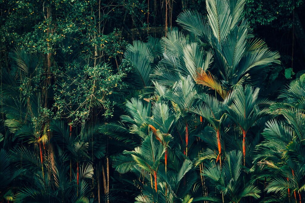Agriculture is driving 90% of global deforestation, but the resulting reduction in rainfall is negatively impacting crop yields.