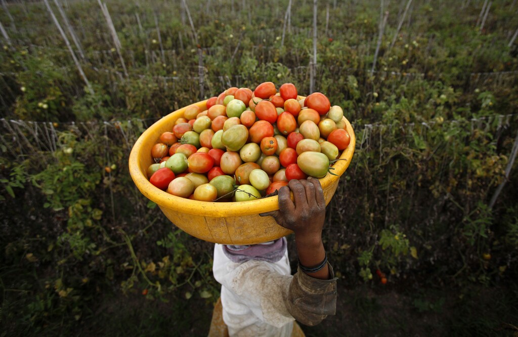 A labourer carries harvested tomatoes in a basket on her head at a farm that supplies fresh produce to Wal-Mart in Narayangaon, about 180 km (112 miles) west of Mumbai, September 28, 2012. Picture taken September 28, 2012. To match Analysis WALMART-INDIA-SUPPLIERS REUTERS/Vivek Prakash (INDIA - Tags: BUSINESS FOOD AGRICULTURE) - GF2E8A50MCZ01