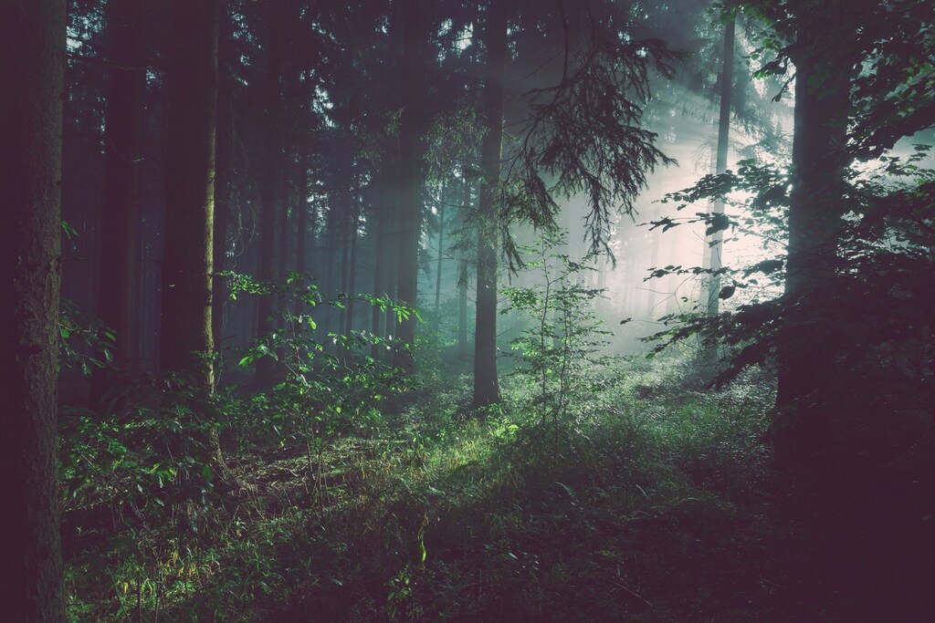 Sunlight streams through a forest. The Forest Future Alliance is being launched at Davos 2026 to secure the future of forests.