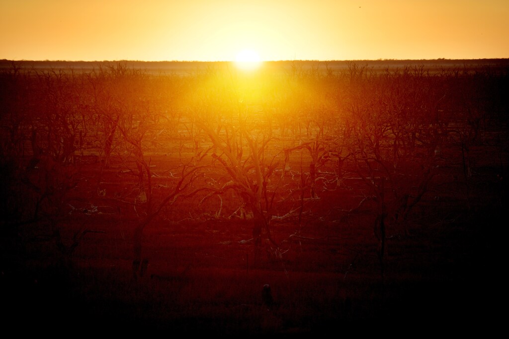 The sun rises over dried up lake Pamamaroo, outside of Menindee, Australia, September 2, 2019. Prolonged drought exacerbated by demands on water resources by irrigators and cities means the Darling River (Barka) is running dry. The towns of Menindee and Wilcannia avoid drinking tap water, relying instead on charity donations of 10-litre boxes of water and rain tank water for potable uses. REUTERS/Tracey Nearmy SEARCH "NEARMY DROUGHT" FOR THIS STORY. SEARCH "WIDER IMAGE" FOR ALL STORIES. - RC15015FCE30