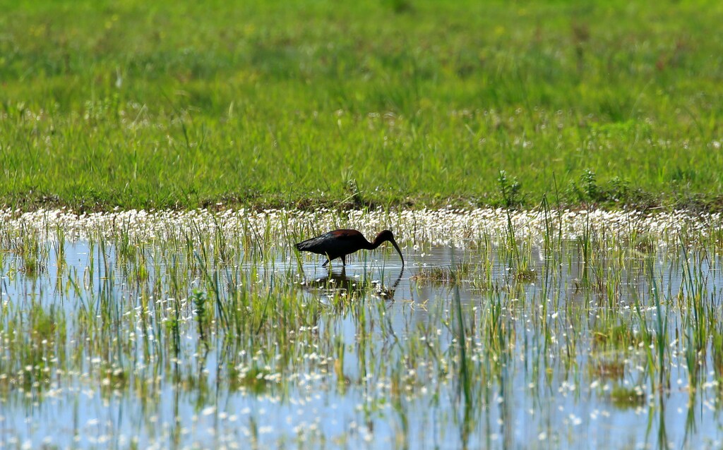 A glossy ibis in Ammiq wetland in Lebanon