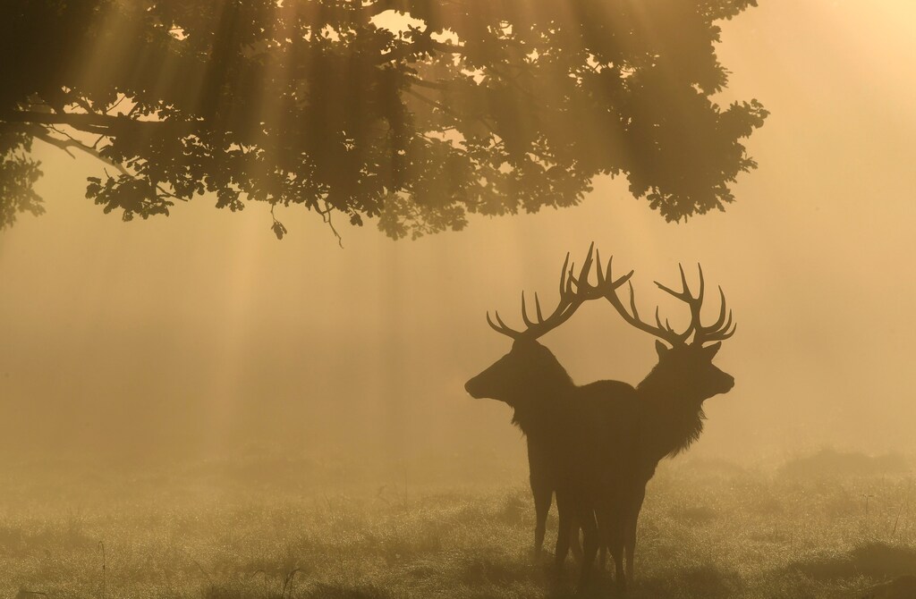 Two stag deer are seen through the mist at dawn during the annual rutting season in Richmond Park in London Britain September 22, 2017.