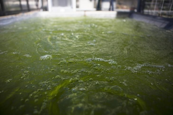 Algae grown in a special water system is seen at Israeli biofuel firm, Univerve's demonstration site at Bar-Ilan University, near Tel Aviv December 15, 2013. Israel plans to cut oil use in transportation by 60 percent by 2025, an aggressive target by world standards, and will tap into its newfound natural gas deposits to make it happen. It is also investing heavily to help start-ups developing battery and biofuel technologies. Picture taken December 15, 2013. REUTERS/Nir Elias (ISRAEL - Tags: ENERGY ENVIRONMENT)