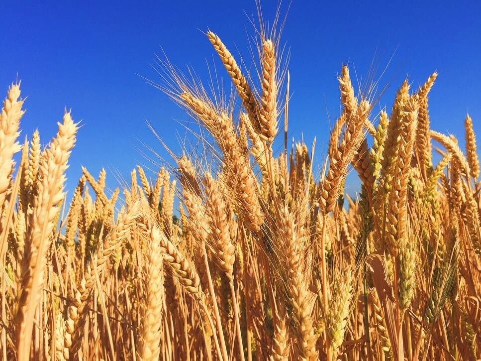image of a field of wheat