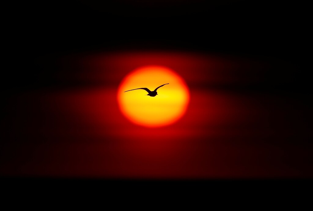 A bird flies in front of a sunrise over Lake Ontario, in Hamilton, Ontario, Canada June 15, 2017. REUTERS/Mark Blinch - RC17AE1CBFC0
