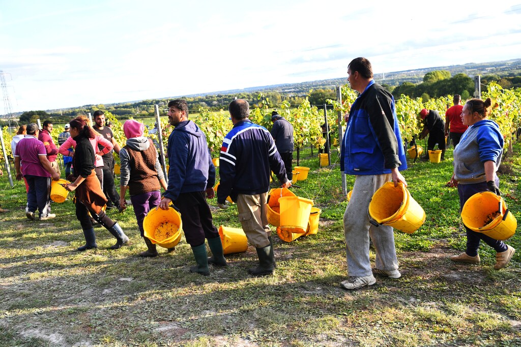 Migrant workers pick grapes at a vineyard in Aylesford, Kent, Britain, October 2, 2018. Picture taken October 2, 2018. REUTERS/Dylan Martinez - RC1AF8980FA0