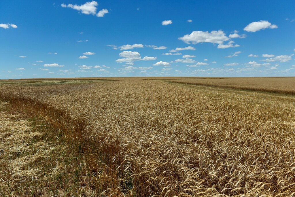 Field of ripe wheat ready for harvesting is seen in Corn, Oklahoma, U.S., June 12, 2019. REUTERS/Nick Oxford - RC1D3F6BF120
