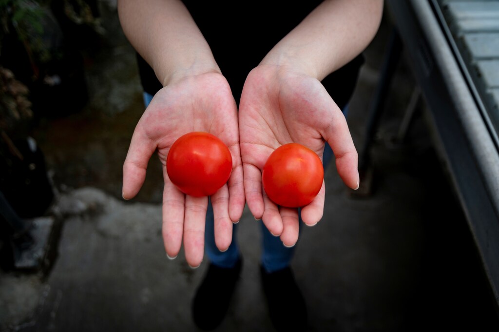El tomate de la izquierda es el resultado de la edición genética CRISPR.