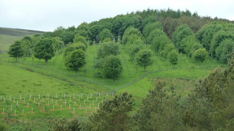 Agroforestry involves growing trees on the same piece of land as field crops or livestock pasture.