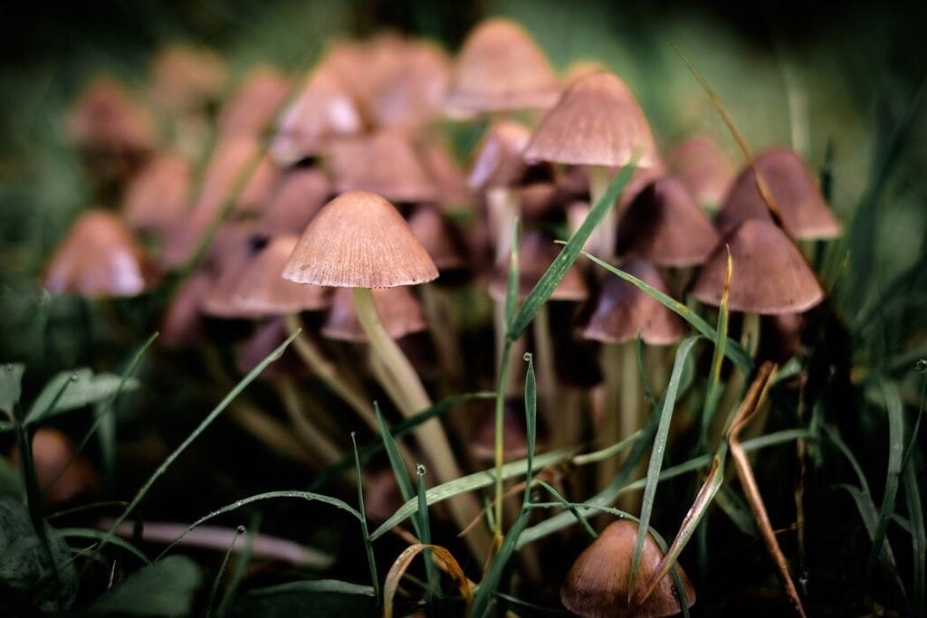 A group of mushrooms pictured poking out of the grass.