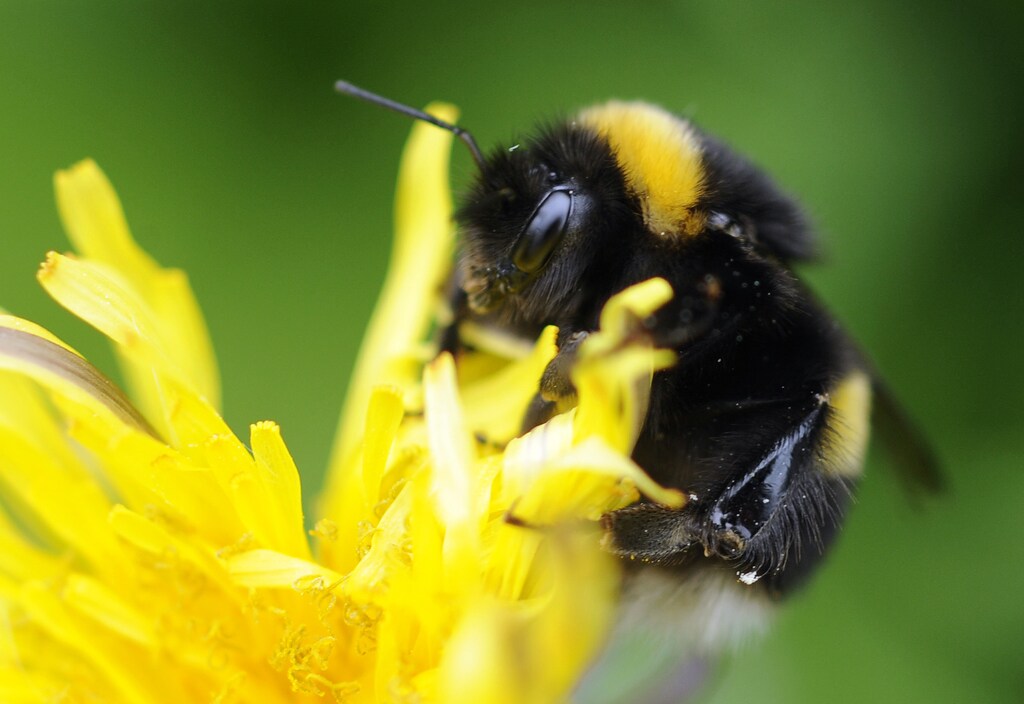 A bumble bee lands on a plant in Pitlochry in Scotland May 29, 2010. REUTERS/Russell Cheyne (BRITAIN - Tags: ENVIRONMENT ANIMALS SOCIETY) - GM1E65U1J5Q01