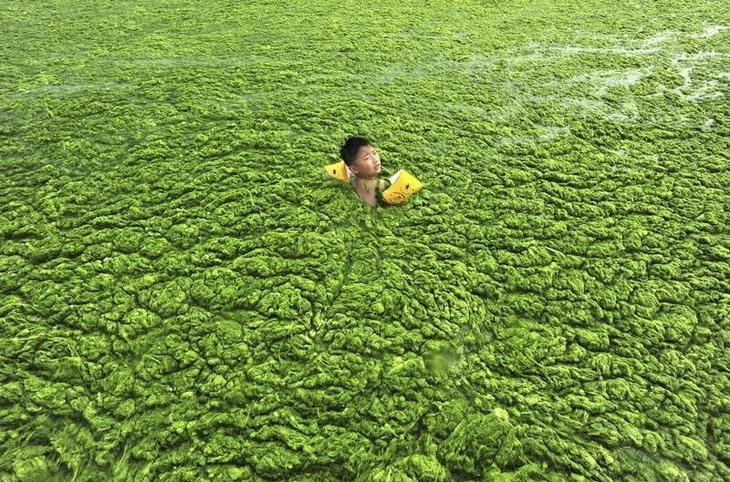 A boy swims in the algae-filled coastline of Qingdao, Shandong province July 15, 2011. Picture taken July 15, 2011. REUTERS/China Daily (CHINA - Tags: ENVIRONMENT SOCIETY SPORT SWIMMING IMAGES OF THE DAY) CHINA OUT. NO COMMERCIAL OR EDITORIAL SALES IN CHINA - GM1E77G1DIX01