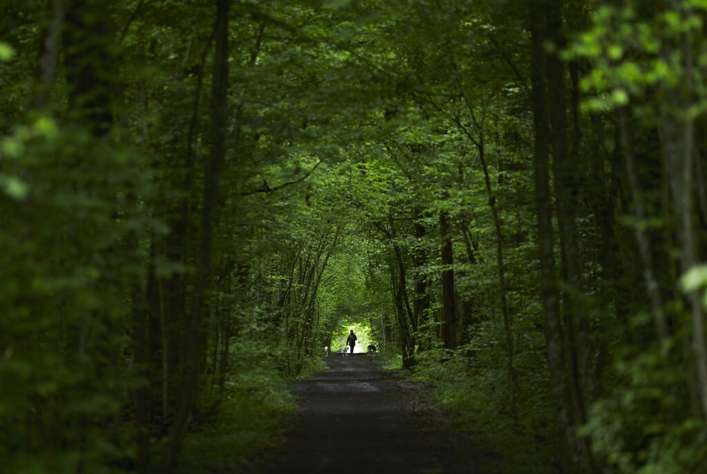 A woman walks with her greyhound dogs along a path in the Durand forest near the French border to Switzerland, in Ferney Voltaire April 28, 2014.