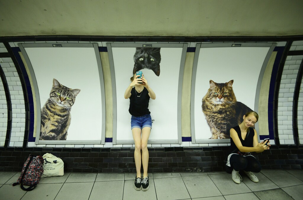 Commuters take selfies beside billboards showing photographs of cats inside Clapham Common underground station in London, Britain September 14, 2016. Some 700 people helped the Citizens Advertising Takeover Service (CATS) raise enough money to buy advertising space at the tube station, making it free from commercial adverts for two weeks. REUTERS/Dylan Martinez - LR1EC9E10J9QA
