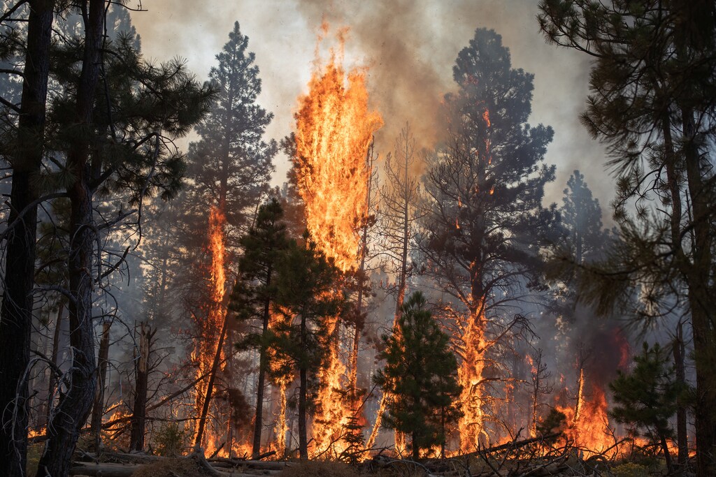 Trees are ablaze from the Brattain Fire in the Fremont National Forest near Paisley, Oregon, U.S., September 19, 2020. REUTERS/Adrees Latif - RC212J98TFVQ