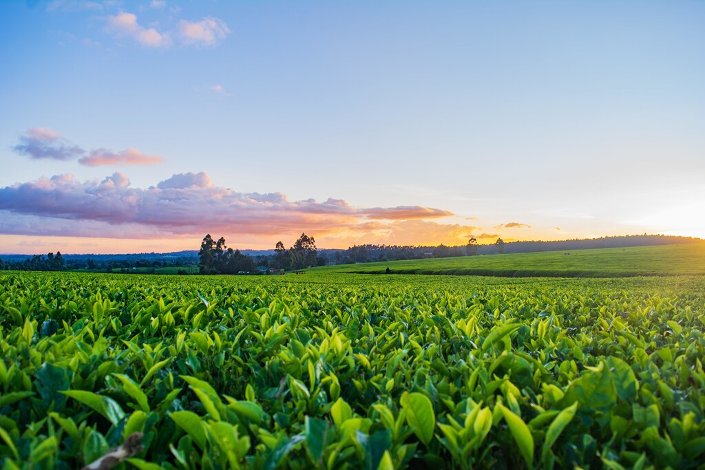 Lush green tea farm: The markets of tomorrow could include technologically advanced projects around agriculture, seen as a priority sector.