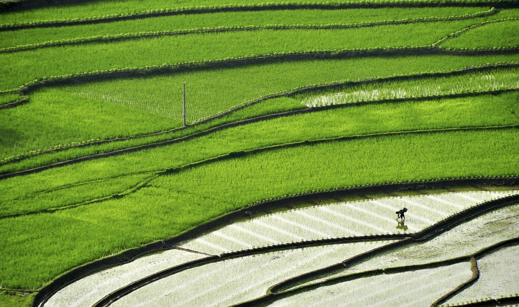A farmer plants paddy on a terrace field in Suichuan county, Jiangxi province May 20, 2014. Picture taken May 20, 2014.