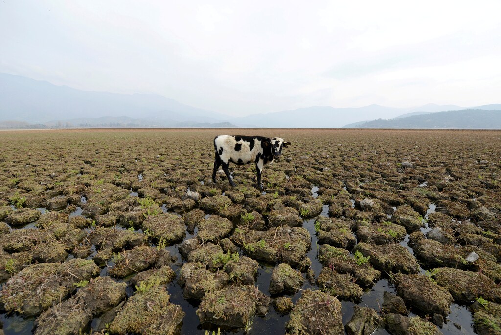 A cow is seen on land that used to be filled with water, at the Aculeo Lagoon in Paine, Chile, May 14, 2018. REUTERS/Matias Delacroix TPX IMAGES OF THE DAY - RC1FFFA6CB70