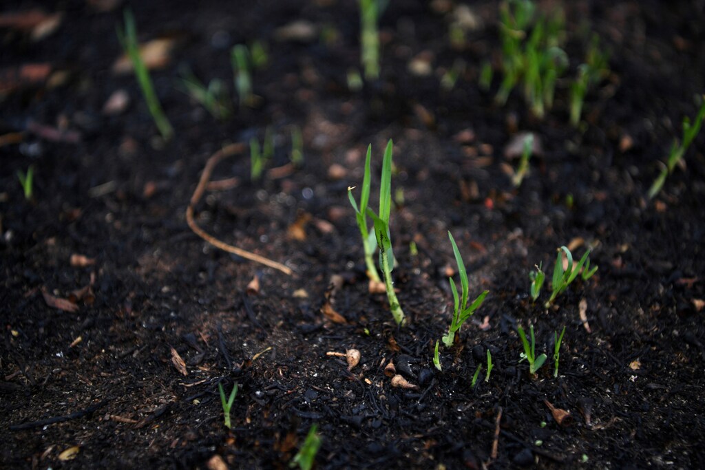 Grass shoots grow through the burnt ground of Cobargo resident Belinda Sheaâ destroyed home in Cobargo, Australia January 6, 2020. REUTERS/Tracey Nearmy - RC25AE9PTY4P