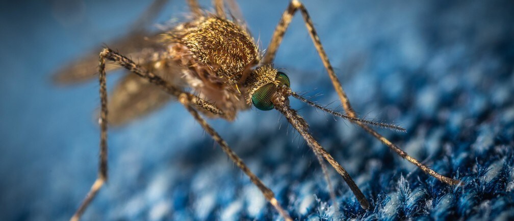 El 94% de todas las muertes por malaria se registraron en el África subsahariana en 2018.