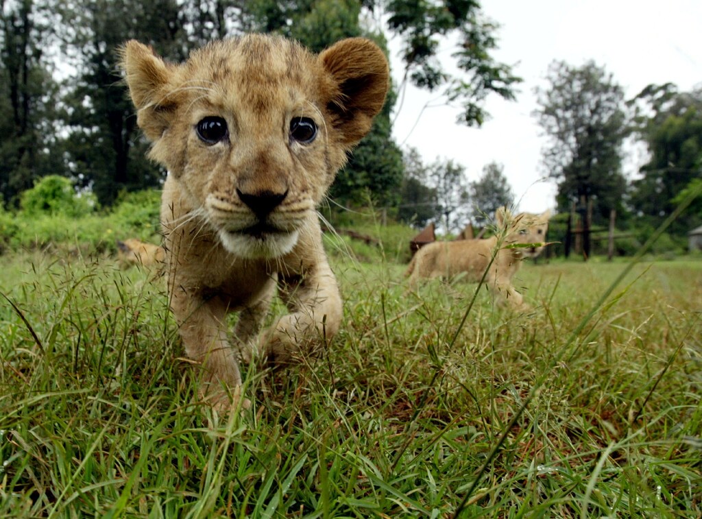 A lion cub is seen walking in the grass at Nairobi animal orphanage in Kenya in this July 2004 file photo. Even the King of the Jungle needs a hand staying alive on his own turf. That is what the government of Kenya thinks as far as the majestic African lion, a symbol of the continent and one of its most feared predators, is concerned. The Kenya Wildlife Service is pushing the Convention on International Trade in Endangered Species (CITES), to give the African lion, panthera leo, its most protected status. Current conservative estimates place the African lion population at 23,000, Kenya wrote in its proposal
