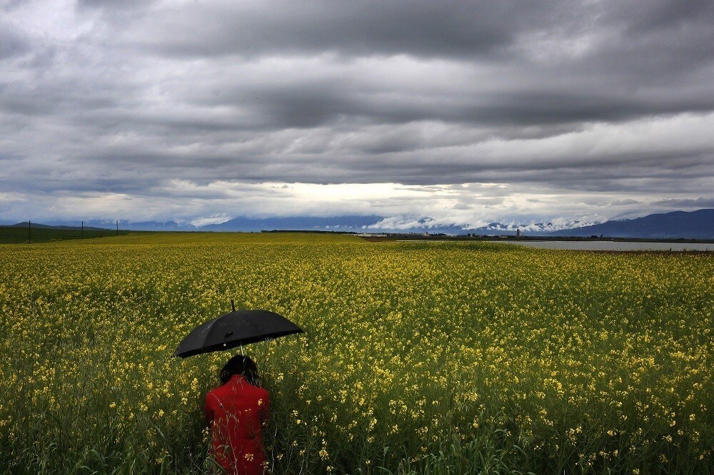 A woman walks through a field with bio-diesel in the north-eastern Greek region of Thrace near the town of Xanthi April 18, 2014. In the mid 80s Greece produced 400,000 tons of sunflower yearly, in 2005 this crop nearly disappeared. Therefore, the biofuel production presented as an opportunity to exploit 1,000,000 acres of uncultivated Greek land. From almost zero production in 2011 more than 1,000,000 acres of energy crops were cultivated attributing to the Greek countryside people more than 100.000.000 euros yearly.