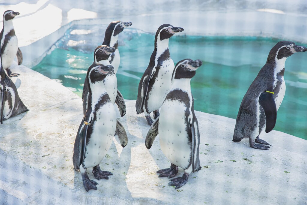 Penguins standing on ice.