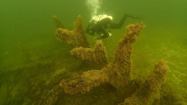 A diver measures the keel and frames of the Danish 15th century ship "Gribshunden" in this photo made available June 16, 2015. Gribshunden, probably the world's best preserved late medieval ship and a contemporary of Columbus's Santa Maria, burned and sank off Ronneby, Southern Sweden, sometime after 1495. The 100-ft long shipwreck will be scanned, photographed and measured in situ prior to any excavation. REUTERS/Johan Ronnby/Sodertorn University via TT News Agency ATTENTION EDITORS - THIS IMAGE WAS PROVIDED BY A THIRD PARTY. FOR EDITORIAL USE ONLY. NOT FOR SALE FOR MARKETING OR ADVERTISING CAMPAIGNS. THIS PICTURE IS DISTRIBUTED EXACTLY AS RECEIVED BY REUTERS, AS A SERVICE TO CLIENTS. SWEDEN OUT. NO COMMERCIAL OR EDITORIAL SALES IN SWEDEN. NO COMMERCIAL SALES.