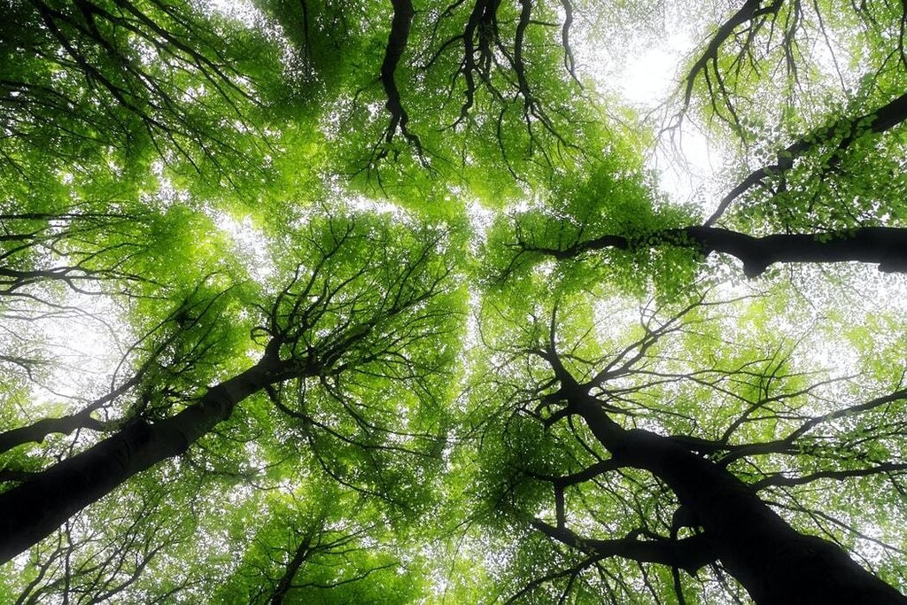 image of a forest