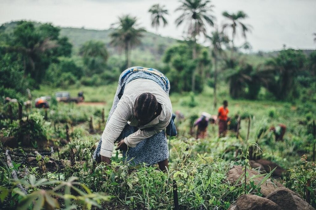 image of women farming cassava in Sierra Leone