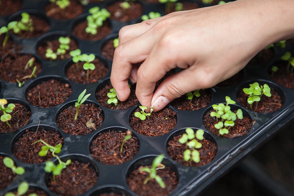 Hand attending to vegetables in plastic tray