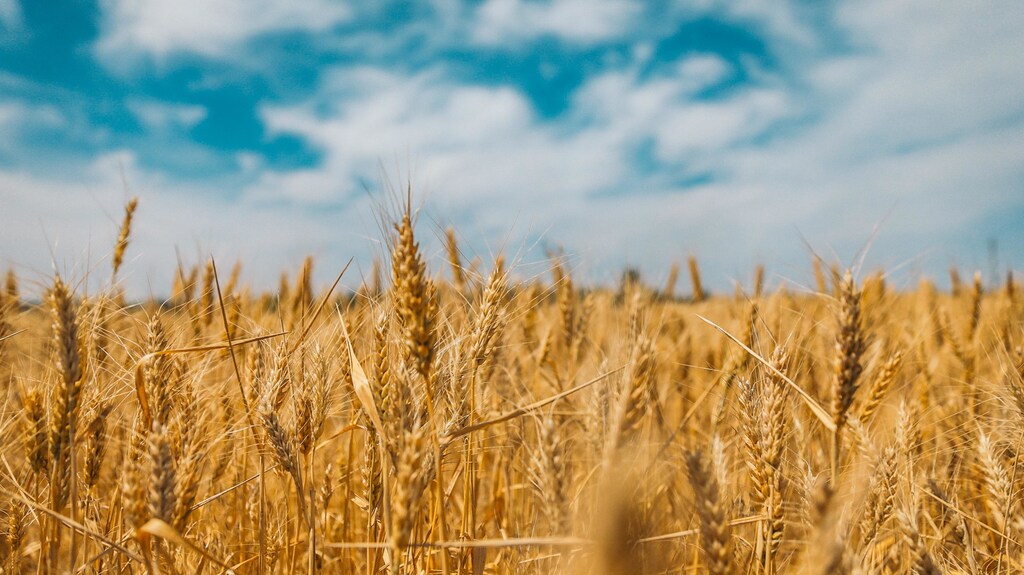 Fields of wheat in the east of Ukraine