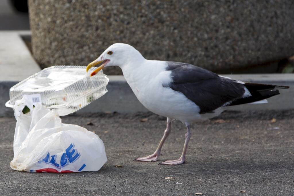Packaging is plastic’s single biggest application globally, impacting our lives on a daily basis
