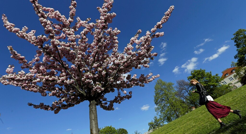 A woman walks past a blossoming tree on a sunny spring day in Prague, Czech Republic, April 29, 2016.
