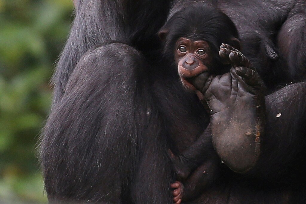 A newborn chimpanzee baby holds its mother's toe with the mouth at the Sao Paulo Zoo
