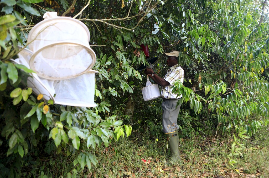 A researcher from the Uganda Virus Research Institute (UVRI) collects insect traps at the Zika Forest in Entebbe, south of Uganda's capital Kampala March 2, 2016. In a patch of forest near Lake Victoria in Uganda, mosquitoes known to carry the Zika virus buzz with little seeming worry amid the local community. Scientists use a 120-foot high steel tower to harvest mosquitoes for research into viruses afflicting man and animals. Beyond that, however, there's little sign in the 15-acre Zika Forest of its central role in unravelling one of the world's major healthy crises in recent times. REUTERS/James Akena SEARCH "ZIKA FOREST" FOR THIS STORY. SEARCH "THE WIDER IMAGE" FOR ALL STORIES - GF10000354160