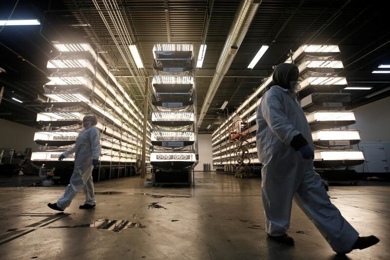 Workers walk near vertical farming beds growing a variety of baby greens beneath light emitting diode (or "LED") lamps and using a patented growing algorithm of controlled light, nutrients and temperatures at an AeroFarms Inc. indoor vertical farming facility in a former indoor paintball arena in Newark, New Jersey, June 24, 2016. Picture taken June 24.