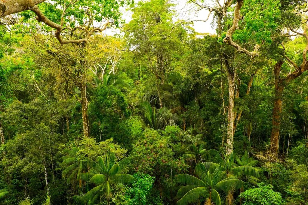 La preservación de los bosques tropicales y la replantación de árboles son formas clave en que las empresas pueden participar en la compensación de carbono.