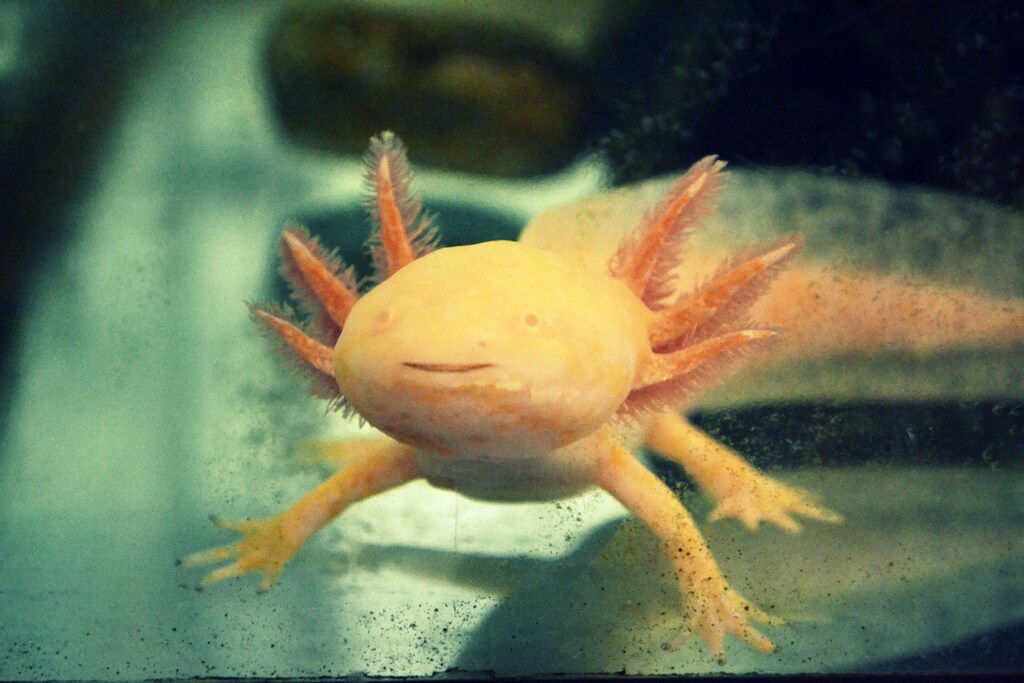 The axolotl, aka the Mexican walking fish.
