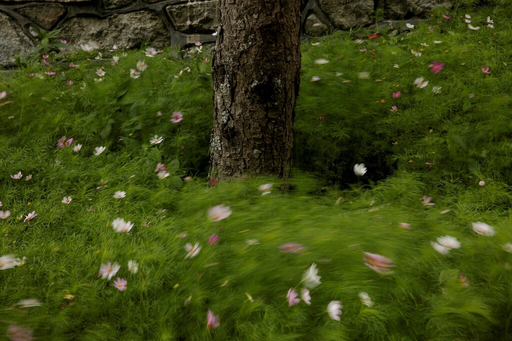 Replanted forests and those left to recover after logging activities can preserve vital insect and plant life in a similar way to old-growth forests, scientists have found, as interest grows in expanding the world's forests to curb climate change. A 13-year study led by researchers at Xi'an Jiaotong-Liverpool University in Suzhou city examined the diversity of beetle and shrub species in different forest types across China. The scientists found little difference in biodiversity between replanted, naturally re-grown and undisturbed forests. Yi Zou, the lead researcher, said the findings put to rest the notion that plantations and secondary forests - where trees grow back on their own after felling - are "green deserts" with no ecological value. "There has been criticism in recent years that plantation and secondary forests lack biodiversity and do not address the environmental problems deforestation has caused," he said. "While nothing compares to primary forests, our findings show that biodiversity, which is vital to all aspects of life – from the air we breathe to our food sources – can be recovered through newly regenerated forests." The study found that secondary forests harboured the highest proportion of large-bodied beetles, denoting a complex food web. The world lost 12 million hectares (29.7 million acres) of tree cover in 2018, the fourth-highest annual loss since 2001, when monitoring service Global Forest Watch began tracking the state of forests. Of greatest concern, it said, was the disappearance of 3.6 million hectares of old-growth rainforest, an area the size of Belgium, much due to fires, land-clearing for farms and mining. This year, a surge in the number of fires in the Amazon has sparked international outrage and protests in front of Brazilian embassies. Environmentalists say protecting existing forests and restoring damaged ones prevents flooding, sucks up more planet-warming carbon, and protects biodiversity. The new study, published in the journal Diversity and Distributions, covered an area of 500,000 square kilometres (193,000 square miles) in China, which is home to the world's largest secondary and plantation forests. Its findings also apply to those forest types outside China, said Zou, as long as they contain a good variety of native tree species and are strictly protected to allow regeneration.