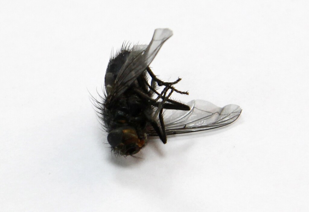 A dead fly is seen on the windowsill of an office in Kiev March 27, 2012. REUTERS/Gleb Garanich (UKRAINE - Tags: ANIMALS) - LR2E83S0VXU0E