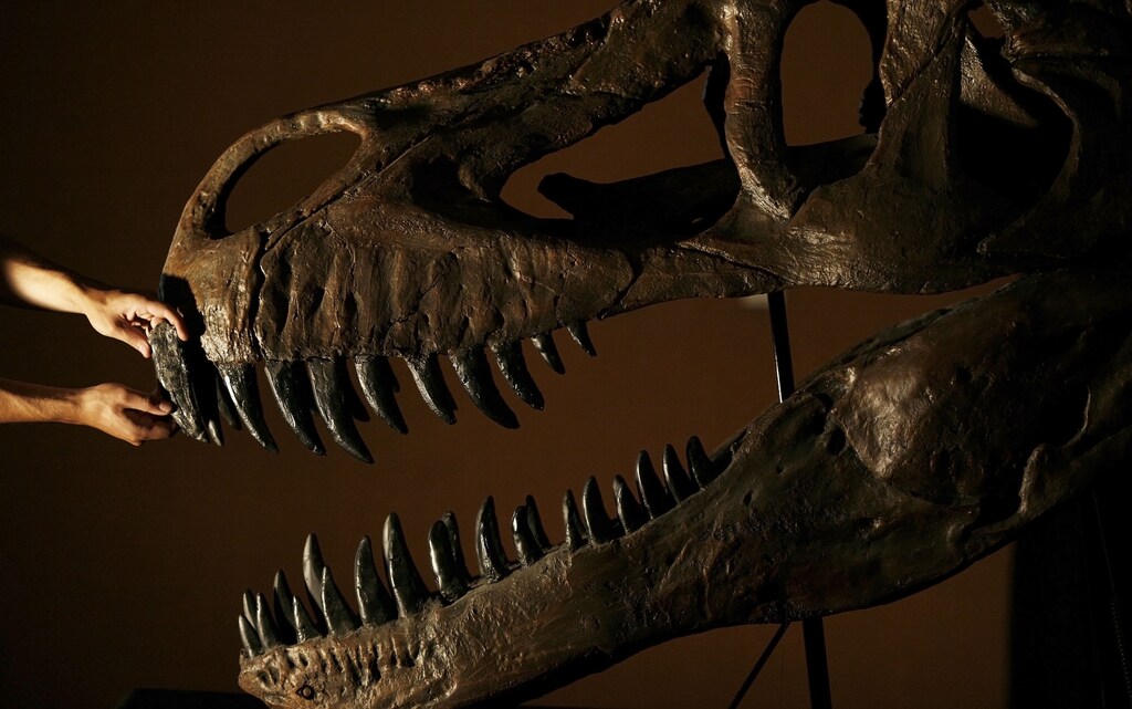 A worker holds an original tooth of a dinosaur next to a reconstructed skull of Torvosaurus at Lourinha museum, near Lisbon August 2, 2008. Portuguese paleontologists presented a reconstructed skull of Torvosaurus, a giant prehistoric dinosaur they say is the largest known terrestrial predator of the Jurassic Period. Reconstructed from parts of a cranium, including a jaw bone with a 5.1 inch (13 cm) long blade-like tooth, found in 2003 near Lourinha in central-western Portugal, the skull measures 4.6 feet (1.4 metres) in length -- bigger than an earlier Torvosaurus find made in the United States in the 1970s. The species roamed the earth about 150 million year ago, according to the New University of Lisbon. REUTERS/Nacho Doce (PORTUGAL) - GM1E48301Q201