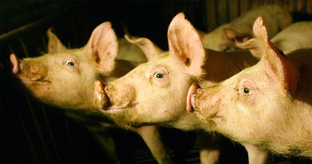 Pigs stand inside a pen at a farm 40 km (25 miles) northeast of Hanoi February 7, 2004. Two more people died in Vietnam of bird flu, taking Asia's death toll on Friday to 18, but U.N. agencies dismissed earlier reports that the virus had spread to pigs. NO RIGHTS CLEARANCES OR PERMISSIONS ARE REQUIRED FOR THIS IMAGE REUTERS/Thomas White PP05080048 TW/FA - RP4DRIIHNOAA