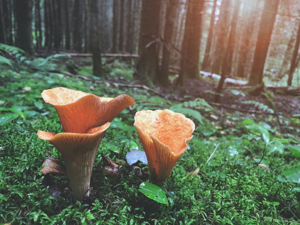 Brown mushrooms on grass field: Businesses are key to delivering on the goals of the UN Biodiversity Conference (COP15).