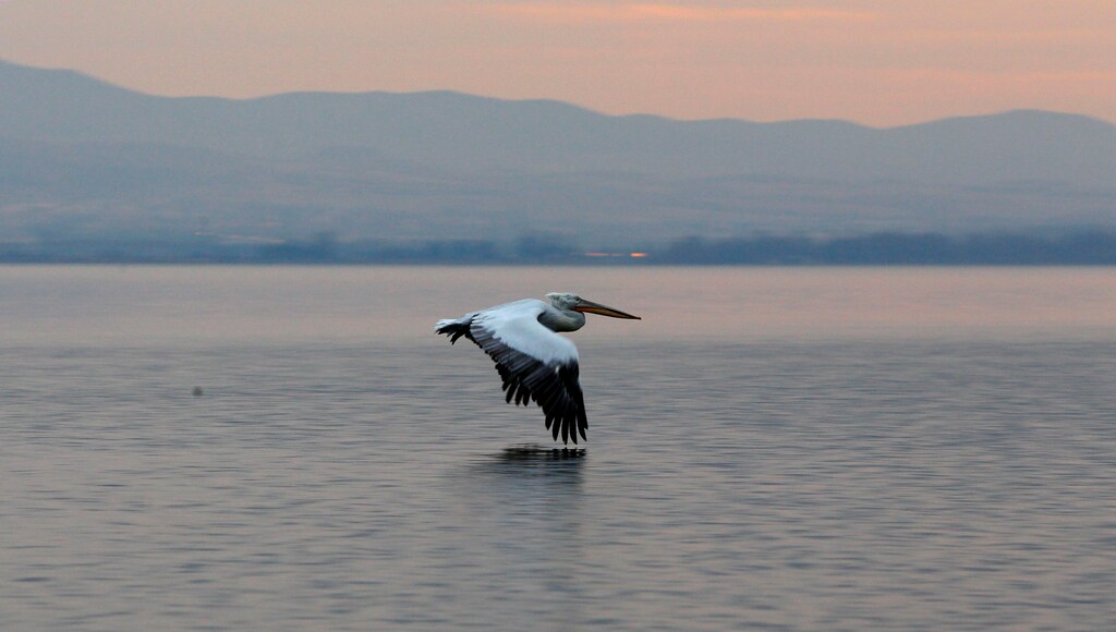 A pelican flies over Dojran Lake, Macedonia, January 4, 2017. Fish from the lake is a traditional food for locals for Orthodox Christmas eve, which falls on January 6. The lake faced sustainability issues during the 1990s due to drought and excessive use of its water but has since recovered after measures were taken to replenish and sustain water levels, according to local media. REUTERS/Ognen Teofilovski - RTX2XHJS