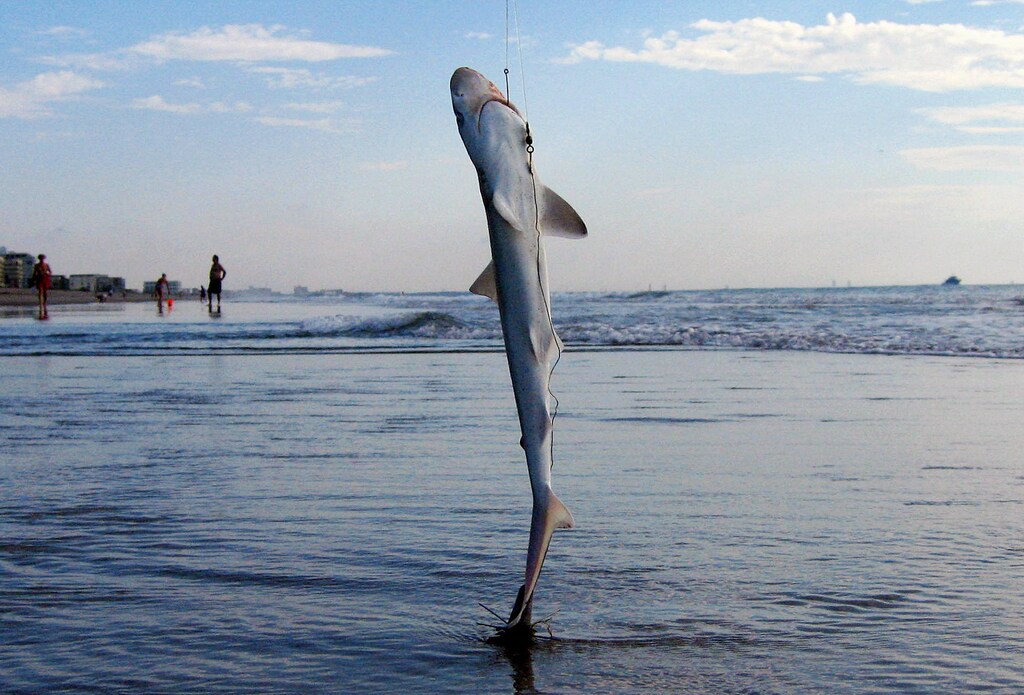 With the Kennedy Space Center on the horizon in the background a sand shark hangs above the ocean after being caught by a fisherman in Cocoa Beach, July 14, 2005. Life on the beach returned to normal as thousands who gathered to watch the launch of space shuttle Discovery dispersed after the launch was postponed due to a faulty sensor in the fuel tank. NASA called off the much-anticipated launch of Discovery less than three hours before the scheduled mid-afternoon liftoff. The next attempt could be on Saturday at the earliest, but first NASA must figure out why the fuel sensor malfunctioned. The shark was released back into the ocean by the fisherman. REUTERS/Gary Hershorn GMH/TZ - RP6DRMRMUXAD