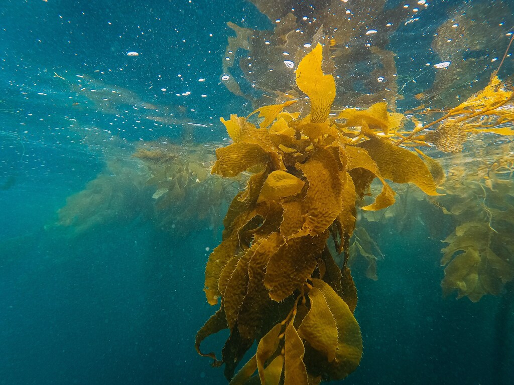 Kelp underwater.